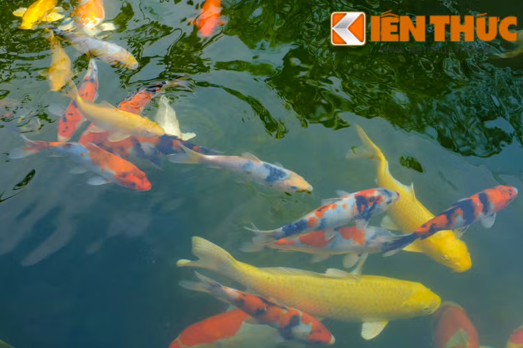 Theo một nhân viên làm việc tại đây, cá koi dưới hồ là cá koi Nhật Bản, có những con to nặng đến 2-3kg.