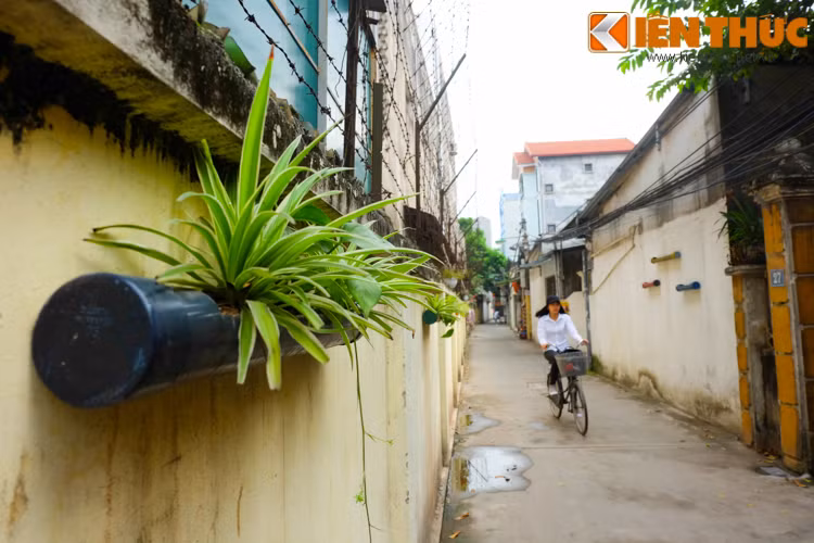 Bên cạnh những bức tường được trang trí bằng sơn, ngõ Ao Dài treo nhiều giỏ hoa, cây xanh khá đẹp mắt.