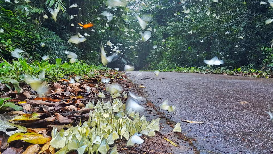 Đi vào rừng, bạn nên mang theo đèn pin để chiếu sáng, và mặc quần áo dài để tránh côn trùng đốt.