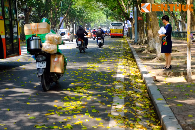 Những cơn mưa đầu mùa của tháng 4 khiến hàng sấu, xà cừ, bồ đề... trên phố trút lá. Đây cũng là thời điểm Hà Nội trở nên lãng mạn, nên thơ với những thảm lá vàng rơi xao xác.