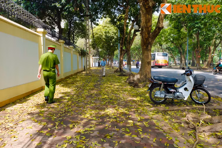 Trên các con phố Phan Đình Phùng, Hoàng Diệu, Trần Phú, Hàng Khay... lá cây dệt những thảm vàng đẹp đến nao lòng.