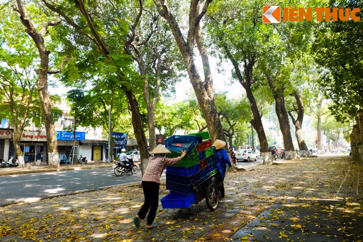 Chỉ vài ngày nữa thôi, đường phố sẽ lại tràn ngập màu xanh của cây lá đón hè về.