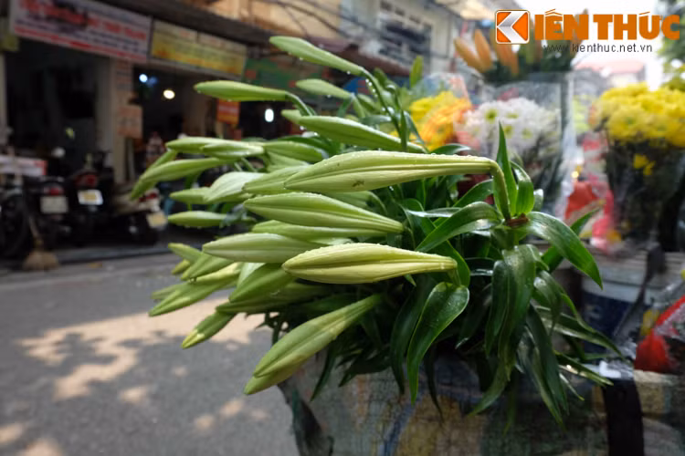 Những người sành chơi hoa bao giờ cũng chọn những bông căng cánh, hoa tươi, lá xanh non. Khi bung nở, hoa sẽ thơm dịu, dễ chịu.