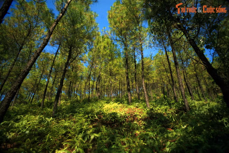 Kể từ thời vua Gia Long đã đặt ra lệ tất cả quan lại không phân biệt phẩm trật lớn nhỏ, mỗi người đều phải trồng ở núi Ngự Bình một cây thông, cho nên trải qua các đời vua, quả núi này trở thành một rừng thông cảnh quan tuyệt đẹp.