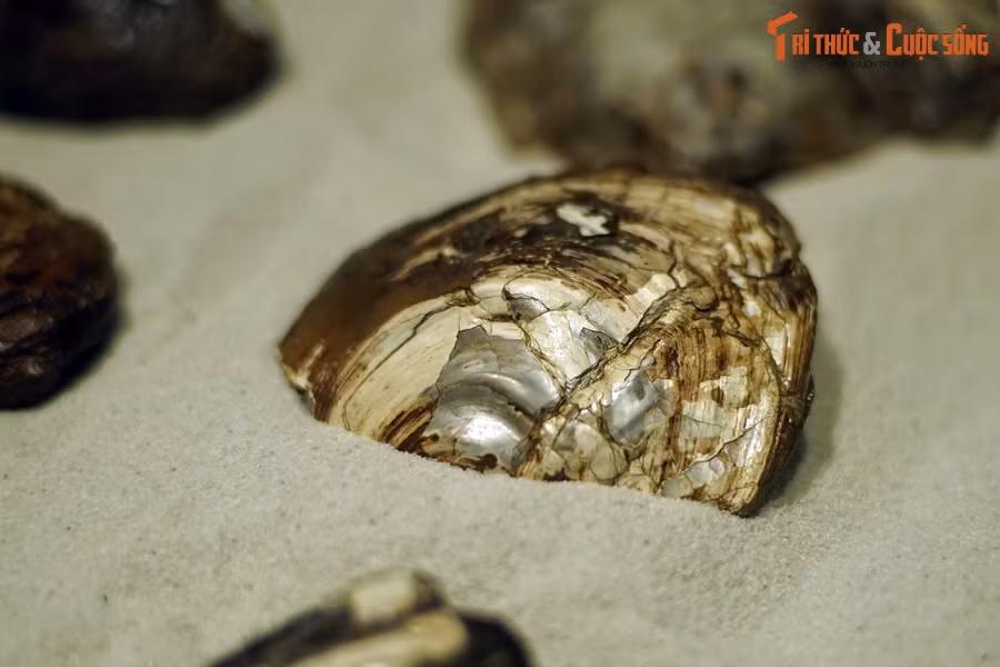 Nhiều loài và chi đã được đặt tên địa phương như: ốc nước ngọt Bacbotricula, trai nước ngọt (5 loài), cá (9 loài), rùa (5–6 loài), cá sấu (3 loài, trong đó có loài Orientalosuchus naduongensis)... Ảnh: Hóa thạch trai nước ngọt tìm thấy ở Na Dương.