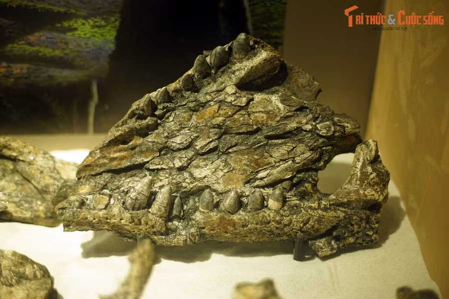 Về động vật, hóa thạch tìm được ở Na Dương rất phong phú bao gồm động vật thân mềm, động vật có xương sống như cá, rùa, cá sấu và đặc biệt là hóa thạch động vật có vú (anthracotheres, tê giác, linh trưởng)… Ảnh: Hóa thạch hàm cá sấu Gharial (Gavialis gangeticus) tìm thấy ở Na Dương.