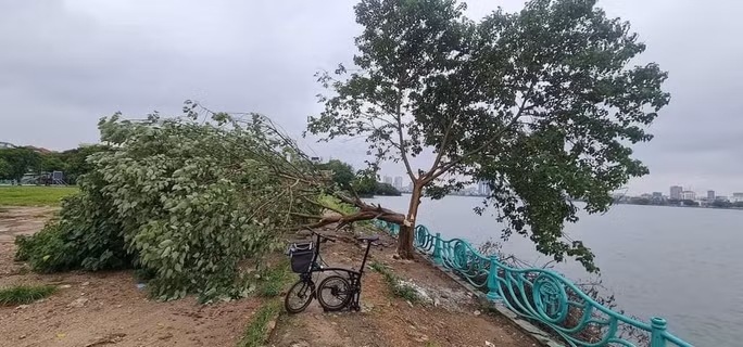  'Cây cô đơn' cạnh hồ Tây bất ngờ bị chặt trộm: Ngày 15/6, Công an phường Quảng An (quận Tây Hồ, TP Hà Nội) đang xác minh, truy tìm người đã có hành vi chặt "cây cô đơn" tại khu vực hồ Tây. Được biết, "cây cô đơn" mọc tại một bãi đất trống ven hồ Tây (gần phủ Tây Hồ). Những năm vừa qua, khu vực này là một địa điểm check in nổi tiếng của nhiều bạn trẻ ở Hà Nội. 
