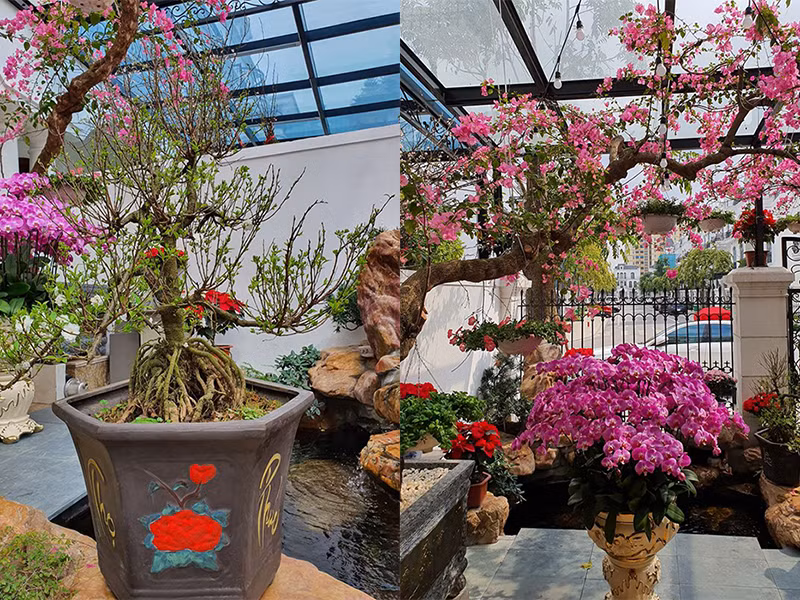 Giống Hà Tăng, Tuấn Hưng cũng chia sẻ hình ảnh sân vườn tuyệt đẹp trong căn biệt thự mới.