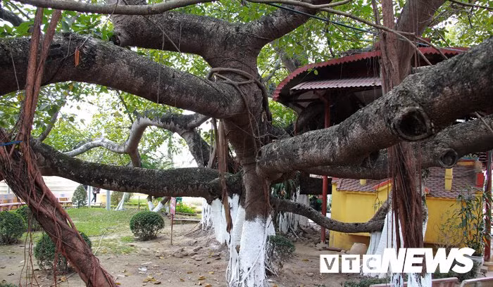 Đặc điểm của cây đa tía này không phát triển chiều cao mà chủ yếu là phát triệt chiều rộng.