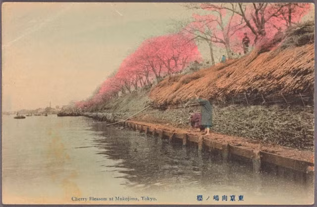 Hoa anh đào nở rộ ở Mukojima, Tokyo. Ảnh: VT.