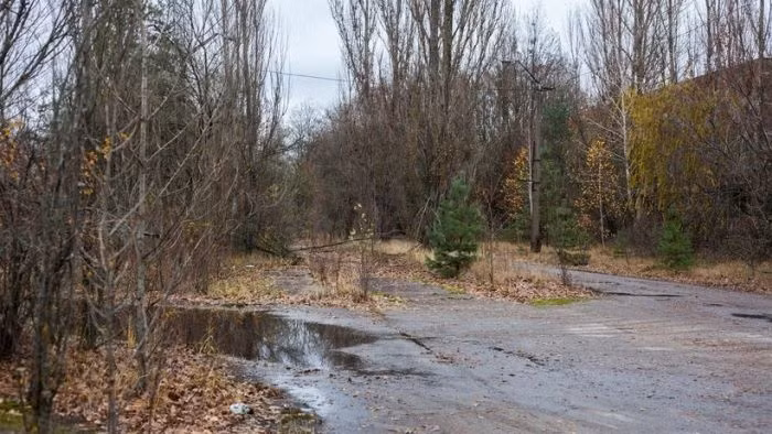 Tuy nhiên, sau khi thảm họa Chernobyl xảy ra, phố này đã bị cây cối xâm chiếm không khác gì rừng rậm. (Nguồn: ER)