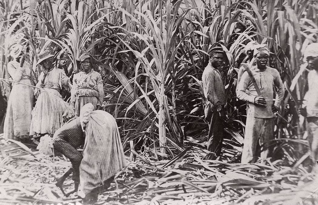 Cảnh thu hoạch mía ở Jamaica năm 1891. Ảnh: VT.
