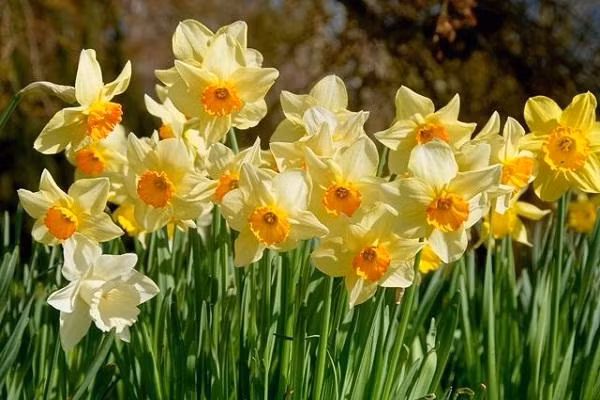 3. Hoa thủy tiên Thủy tiên là một trong những loài hoa nổi tiếng, thân thảo, tên khoa học là Narcissus tazetta L, là một loại thực vật thuộc Chi Thủy tiên, Họ Loa kèn đỏ (Amaryllidaceae). Lá có màu xanh đậm và bóng, khá mềm, đầu hơi nhọn tựa như một mũi kiếm thuôn dài. Hình dáng lá của hoa thủy tiên khá giống với lá tỏi.