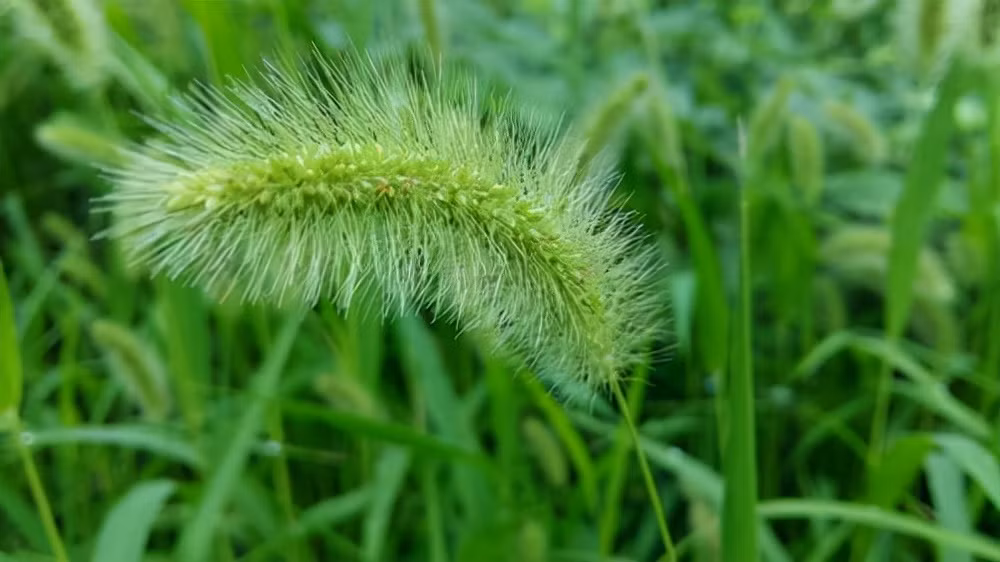 Loai co tuong vo gia tri, ai ngo la bao boi gan cuc thich-Hinh-3