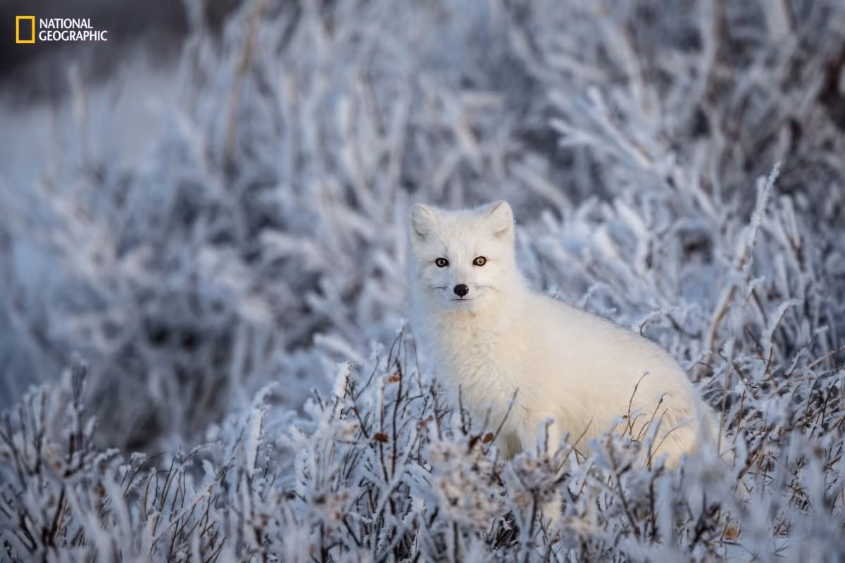 Ảnh đẹp một con cáo Bắc Cực hòa mình vào khung cảnh tuyết phủ trắng xóa ở Churchill, Manitoba, Canada. Tác phẩm "Con cáo trắng" này là của nhiếp ảnh gia Manon Moulis.