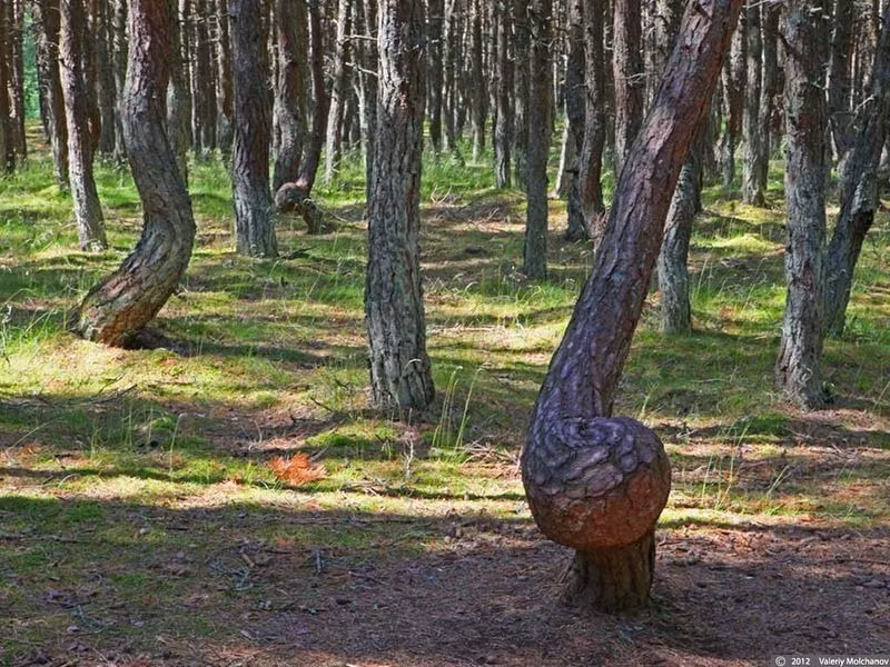 Một giả thuyết khác chỉ ra loài bướm Rhyacionia buoliana là hung thủ khiến nhiều cây trong rừng Dancing Forest mọc cong vênh, xoắn tròn.