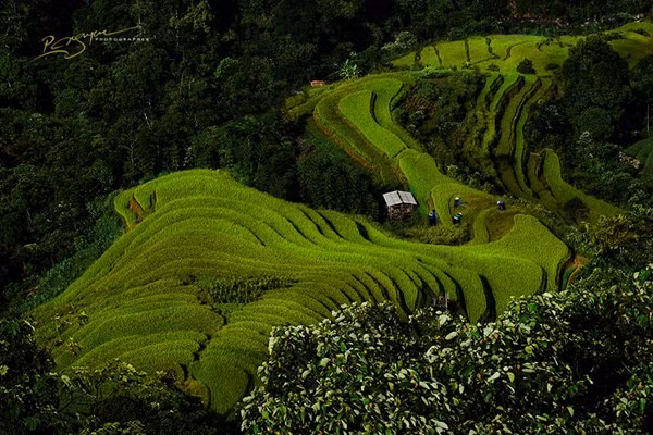 Nông dân người dân tộc Nùng làm việc chăm chỉ trên những thửa ruộng bậc thang Hoàng Su Phì, Việt Nam.