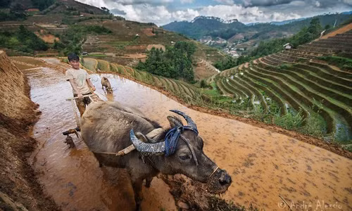 Nhiếp ảnh gia Alessio (48 tuổi) đã đến các tỉnh miền núi phía Bắc Việt Nam gần 1 tháng và chụp được nhiều bức ảnh giá trị. Trong ảnh là người nông dân cày bừa trên thửa ruộng bậc thang.