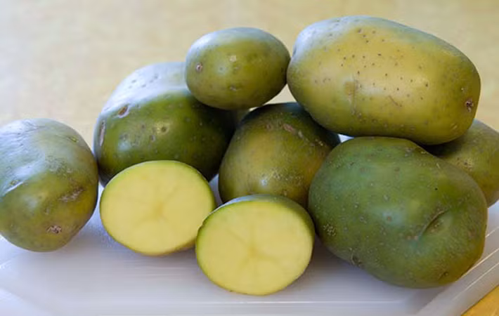 Cận cảnh củ khoai tây xanh. Ảnh: Pinterest.