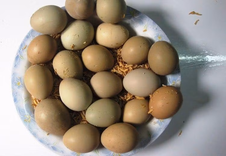 Cách làm bài thuốc này khá đơn giản. Bạn chỉ cần hầm nhừ 2 quả trứng chim trĩ với đảng sâm 15g, đương quy 12g, đại táo 10 quả ăn trong nhiều ngày sẽ giúp sức khoẻ phục hồi nhanh chóng.