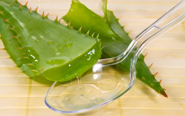 Nha đam: Không chỉ làm đẹp, nha đam còn có thể dùng để thoa lên vùng bị côn trùng cắn để làm mát và làm dịu cơn ngứa ngáy khó chịu. Ảnh: Báo mới.