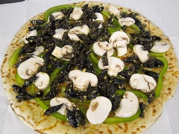  Bánh pizza kinh dị với nguyên liệu chính từ ruồi trâu và nấm trắng. Ảnh: Báo mới.