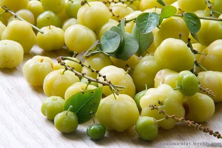 Trong tất cả các cây thuộc họ diệp hạ châu thì cây chùm ruột là loại cây duy nhất có quả ăn được.