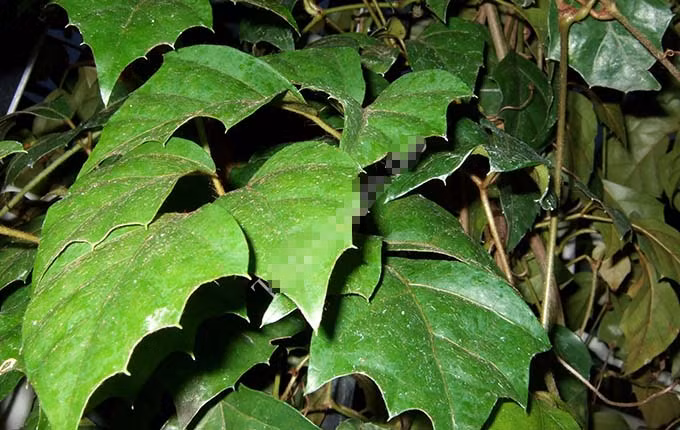 Lá chìa vôi tươi giã mịn, trộn thêm ít muối rồi dùng để đắp lên vị trí đau nhức cũng làm giảm cơn đau.