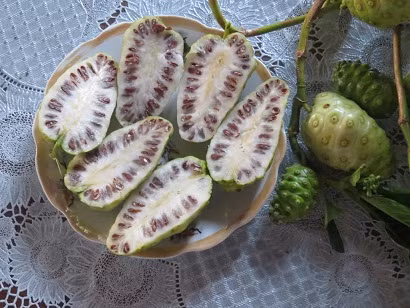 Chữa đau nhức do phong thấp: Rễ cây nhàu 20g, dây đau xương 20g, củ khúc khắc 20g, rễ cỏ xước 20g, cam thảo dây 6g. Các vị thuốc trên cho vào nồi sắc uống ngày một thang, chia 2-3 lần uống trong ngày.