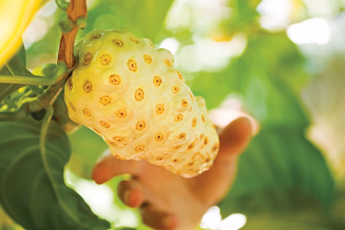 Chữa đau lưng, nhức mỏi, tê bại: Rễ nhàu chặt nhỏ phơi khô, sao vàng 500g, ngâm với 2 lít rượu 45 độ trong vòng nửa tháng. Mỗi ngày, bạn uống 1 ly nhỏ rượu ngâm này trong bữa ăn để trị bệnh.