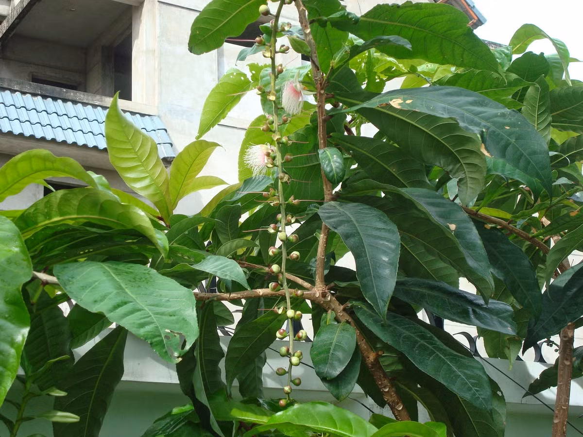 Rễ lộc vừng dùng làm thuốc trị kích thích tiêu hóa, hạt chữa đau mắt và tiêu chảy khá hiệu quả. Rễ lộc vừng còn được dùng trị bệnh sởi. 