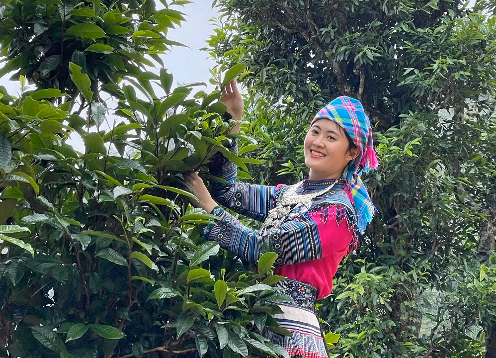 3 phẩm trà thượng hạng của Việt Nam - Hình 4 3 pham tra thuong hang cua Viet Nam-Hinh-4