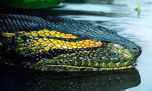 Những lời kể về rắn hổ mây miền Tây, chỉ nghe đã hãi... Nhung loi ke ve ran ho may mien Tay, chi nghe da hai...
