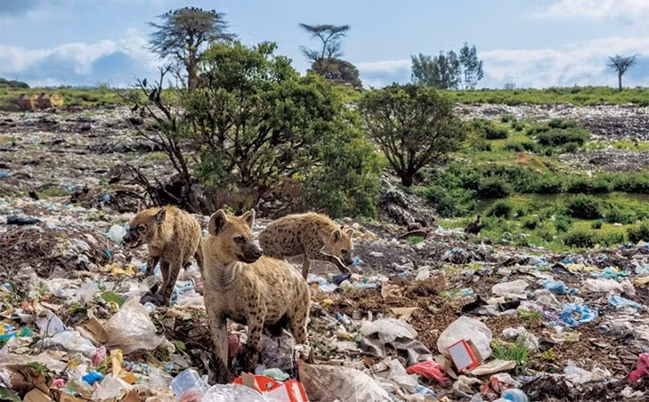 Tờ National Geographic kêu gọi người dân toàn cầu chung tay bảo vệ môi trường, đừng để những loài động vật hoang dã như linh cẩu phải đi săn mồi trên đống rác thải do chính con người tạo ra.
