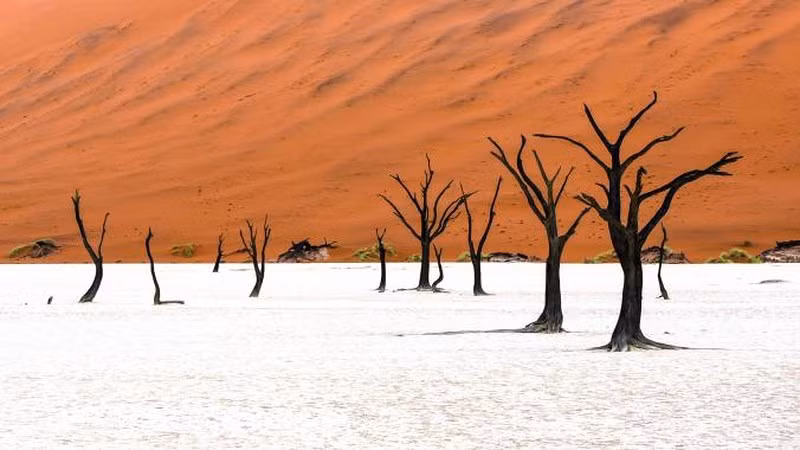 Deadvlei là một chảo đất sét trắng bao quanh bởi những cồn cát lớn nhất trên thế giới, một số cao tới 350 mét, thuộc Công viên Namib-Naukluft ở Namibia. Nằm rải rác trên bề mặt của chảo là rất nhiều cây gai lạc đà chết khô, một số được cho là 600-700 tuổi.