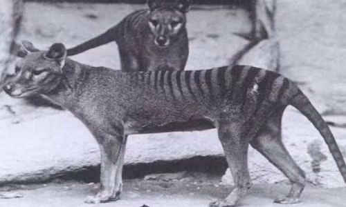 Hổ Tasmania
