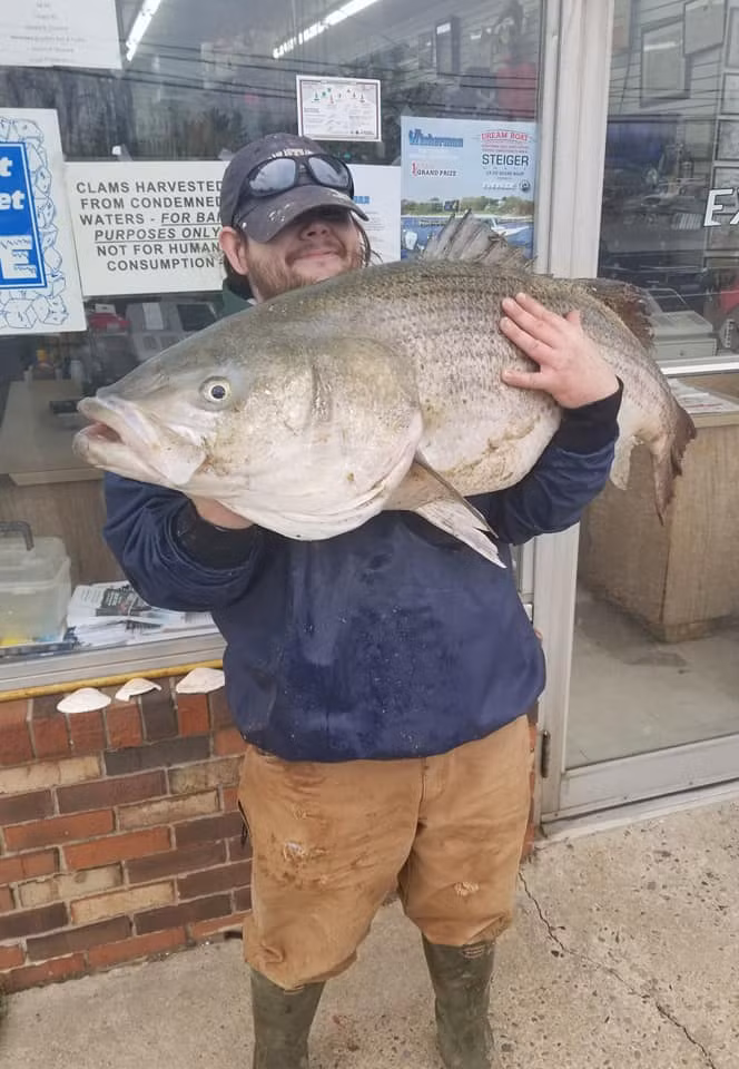 Con cá vược vằn nặng 26,3kg.