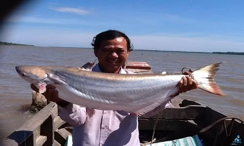 Cá bông lau đuôi vàng, một trong những loài cá đặc sản của sông Vàm Nao Cá bông lau đuôi vàng, một trong những loài cá đặc sản của sông Vàm Nao