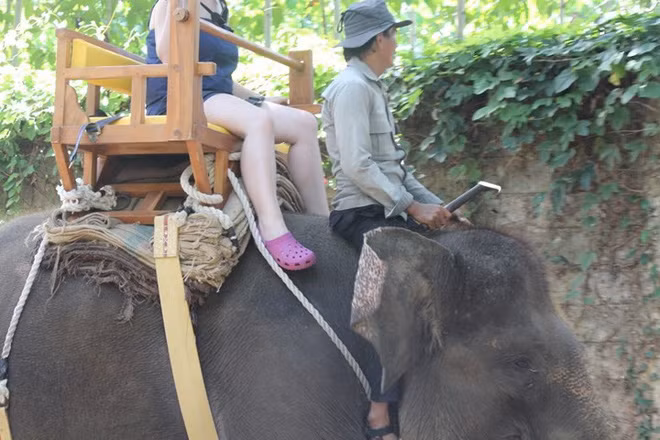 Theo điều tra của Hiệp hội Bảo vệ động vật thế giới, 100% các khu du lịch có voi, hổ, cá voi hoặc cầy hương không thể đáp ứng nhu cầu tối thiểu của những loài động vật này. Ảnh: Bawabali.