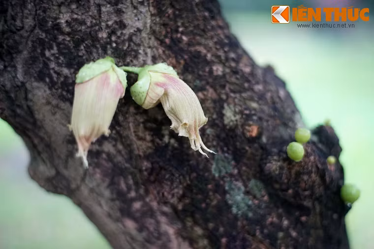 Hoa và quả của loài cây này không chỉ mọc ra từ cành như các loài cây khác mà còn có thể mọc từ thân cây.