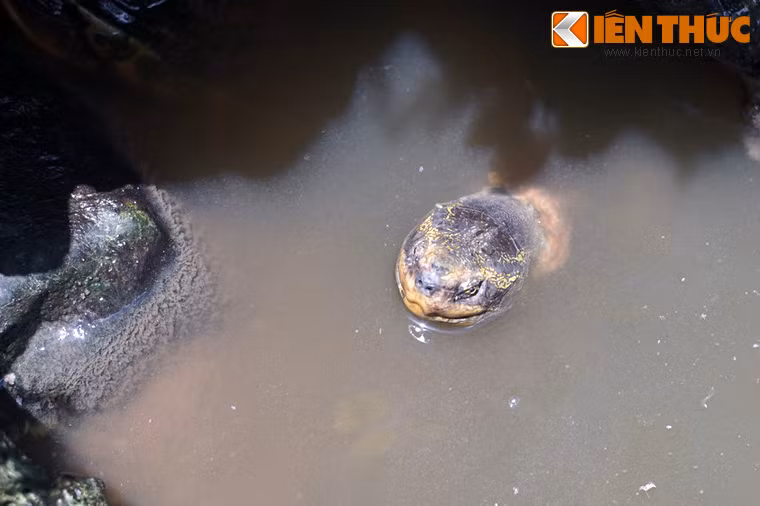 Rùa răng trong hồ cảnh của một hội quán người Hoa tại Chợ Lớn, TP HCM.