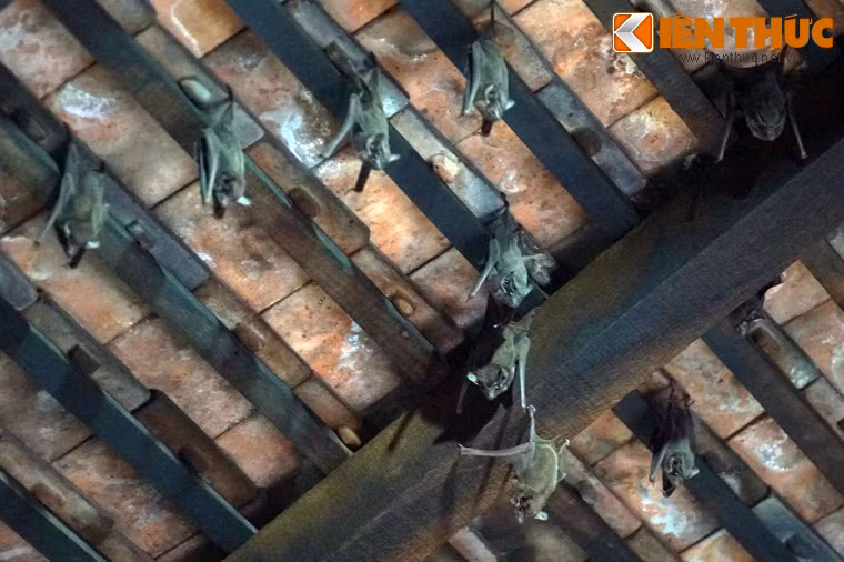 Đàn dơi sinh sống ở nơi đây đã lâu ngày. Chất thải của chúng khiến cho cả khu nhà có mùi hôi hắc rất đặc trưng.