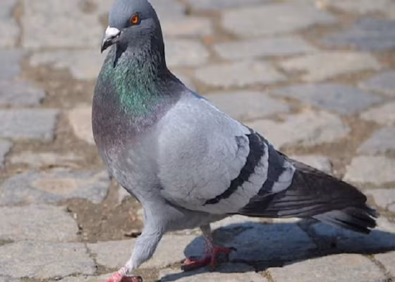 Quân đội Pháp hiện nay vẫn sử dụng chim bồ câu đưa tin. Ảnh: Telegraph.