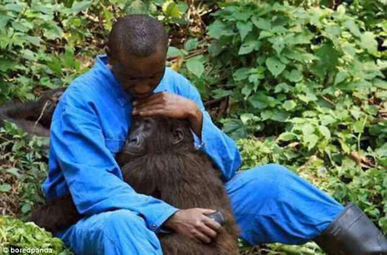 Một nhân viên sở thú đang an ủi chú gorilla mồ côi vừa mất đi cha mẹ của nó.