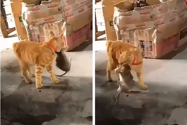 Thấy mèo cưng ngậm “vật thể lạ” trong miệng, chủ nhân hoảng hồn Thay meo cung ngam “vat the la” trong mieng, chu nhan hoang hon