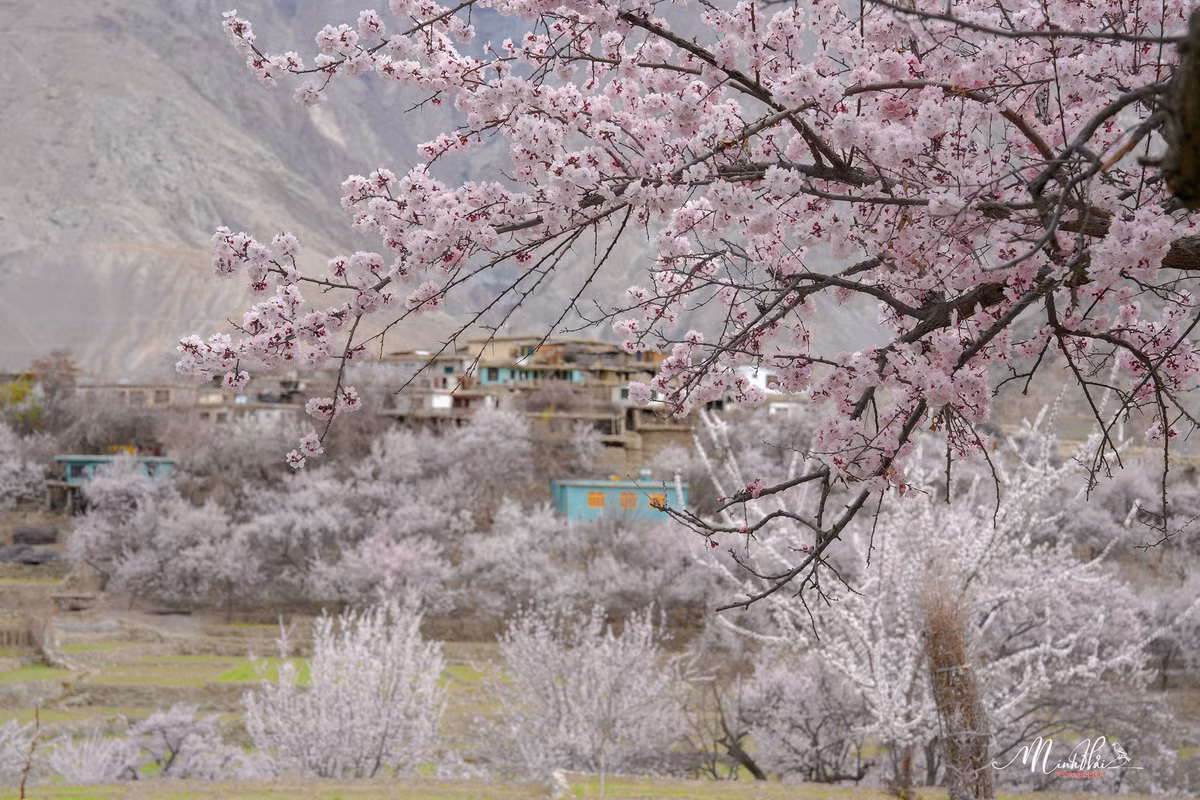 Khí hậu ở thung lũng Hunza vào mùa hè rất mát mẻ, cao nhất cũng không quá 15 độ C. Mùa hè tại vùng trung tâm của thung lũng nhiệt độ có thể lên tới 31 độ C. Mùa đông nơi đây khá khắc nghiệt khi nhiệt độ có thể tụt xuống đến -10 độ C hoặc thấp hơn nữa. Vì thế mùa xuân là khi tiết trời ôn hòa mát mẻ và rất lý tưởng để du lịch. Mùa xuân, hoa nở bạt ngàn khắp các thung lũng. Nhiều nhất là hoa mơ rồi đến hoa cherry, đào, táo, hạnh nhân.