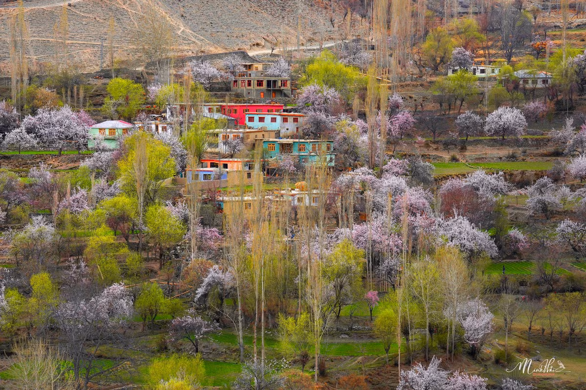 Có dịp ghé thăm Pakistan vào mùa xuân, bạn sẽ thấy hoa nở khắp nơi, tạo khung cảnh nên thơ, lãng mạn.