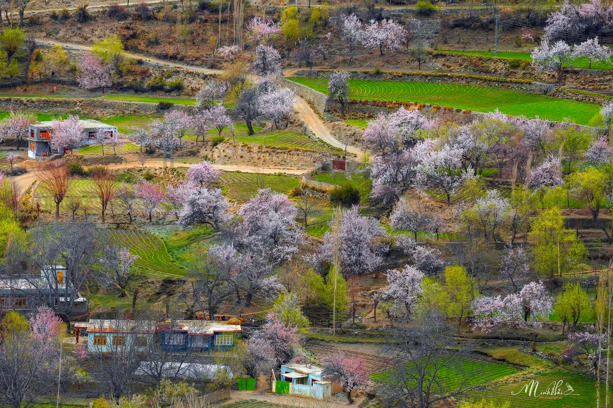 Không chỉ vậy, những ngôi làng nhỏ nằm nép mình bên thung lũng Hunza, giữa những rặng tuyết sơn cao ngất với hàng ngàn cây mơ, cây đào, cây táo cổ thụ nở hoa tưng bừng cả một thung lũng càng làm nổi bật khung cảnh thiên nhiên bình yên, rạng rỡ.