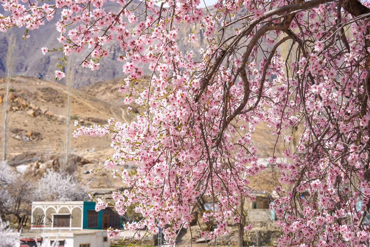 Với những ai đã từng có dịp đến thung lũng Hunza kiếm tìm vẻ đẹp đều bị mê đắm bởi vẻ tuyệt diệu đến ngỡ ngàng ở nơi này. Khung cảnh như tranh vẽ với những rừng cây, bao bọc bởi những rặng núi cao tuyết phủ tạo nên khung cảnh hùng vĩ đẹp hiếm có.