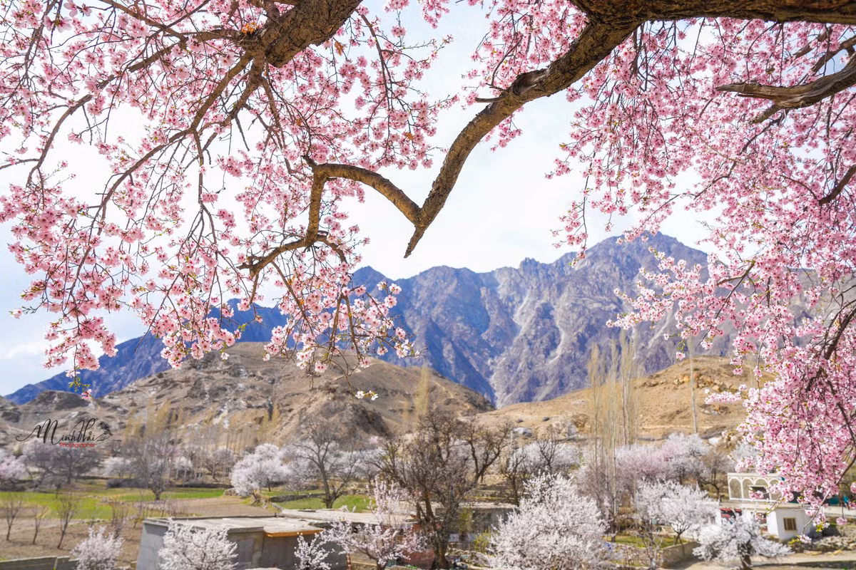 Hunza là vùng trồng hoa quả nổi tiếng nhất ở Pakistan nên mùa xuân cũng chính là mùa mà cây cối đâm chồi nảy lộc. Đặc biệt, khí hậu lúc này mát mẻ nên hoa nở ở thung lũng Hunza cũng rất nhanh, bung nở khắp chốn.